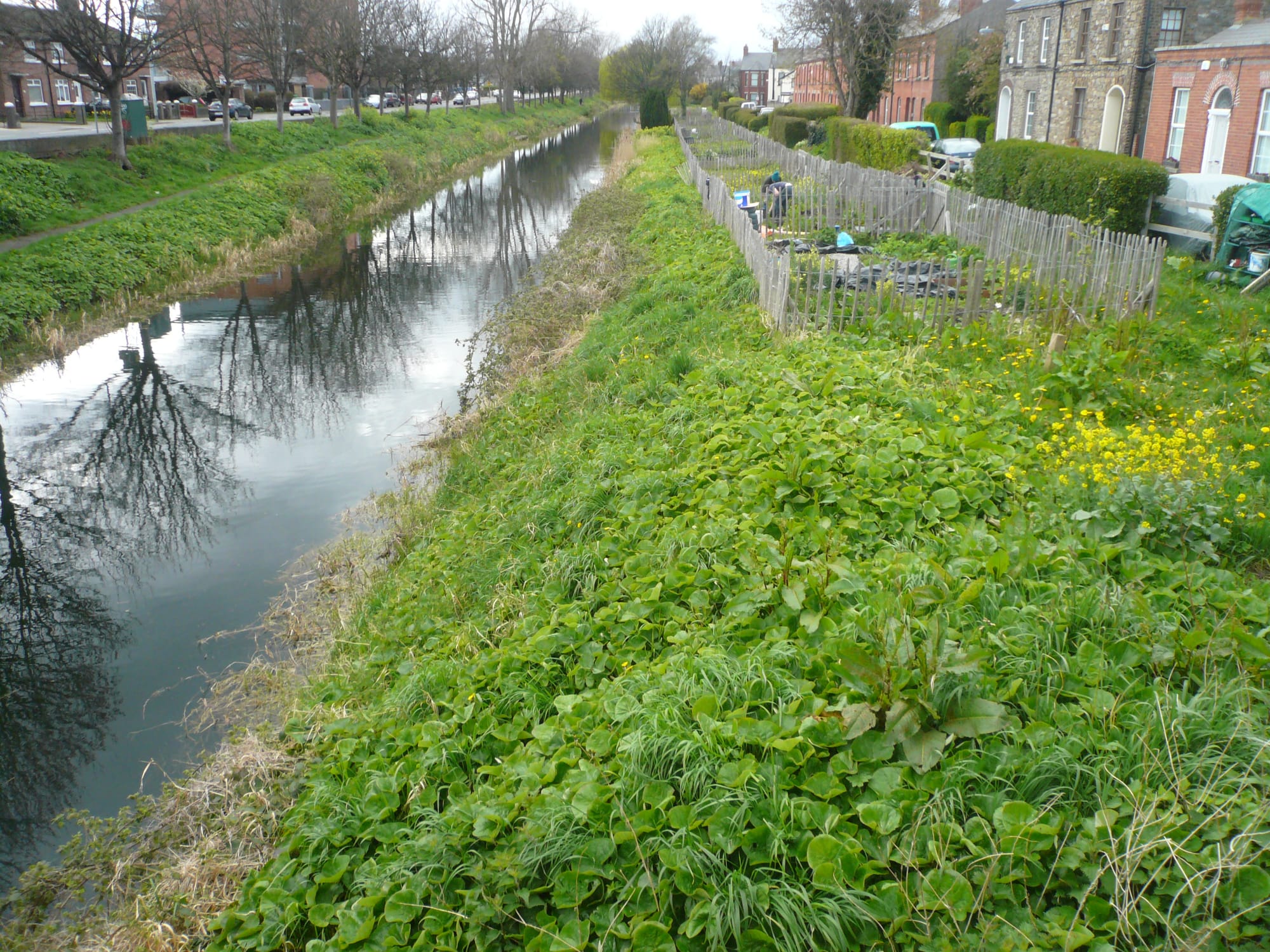 2016 06 Grand Canal Dublin Parnell Bridge Donore Ave D8 allotments