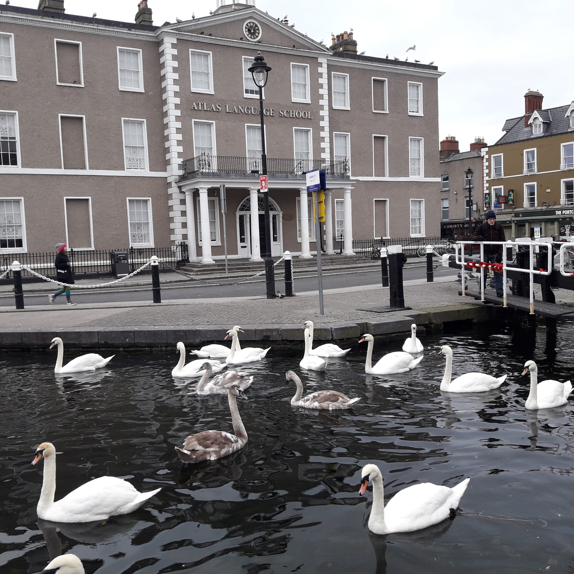 2019 01 05th Grand Canal Dublin C7 Portobello Harbour Swan Lake