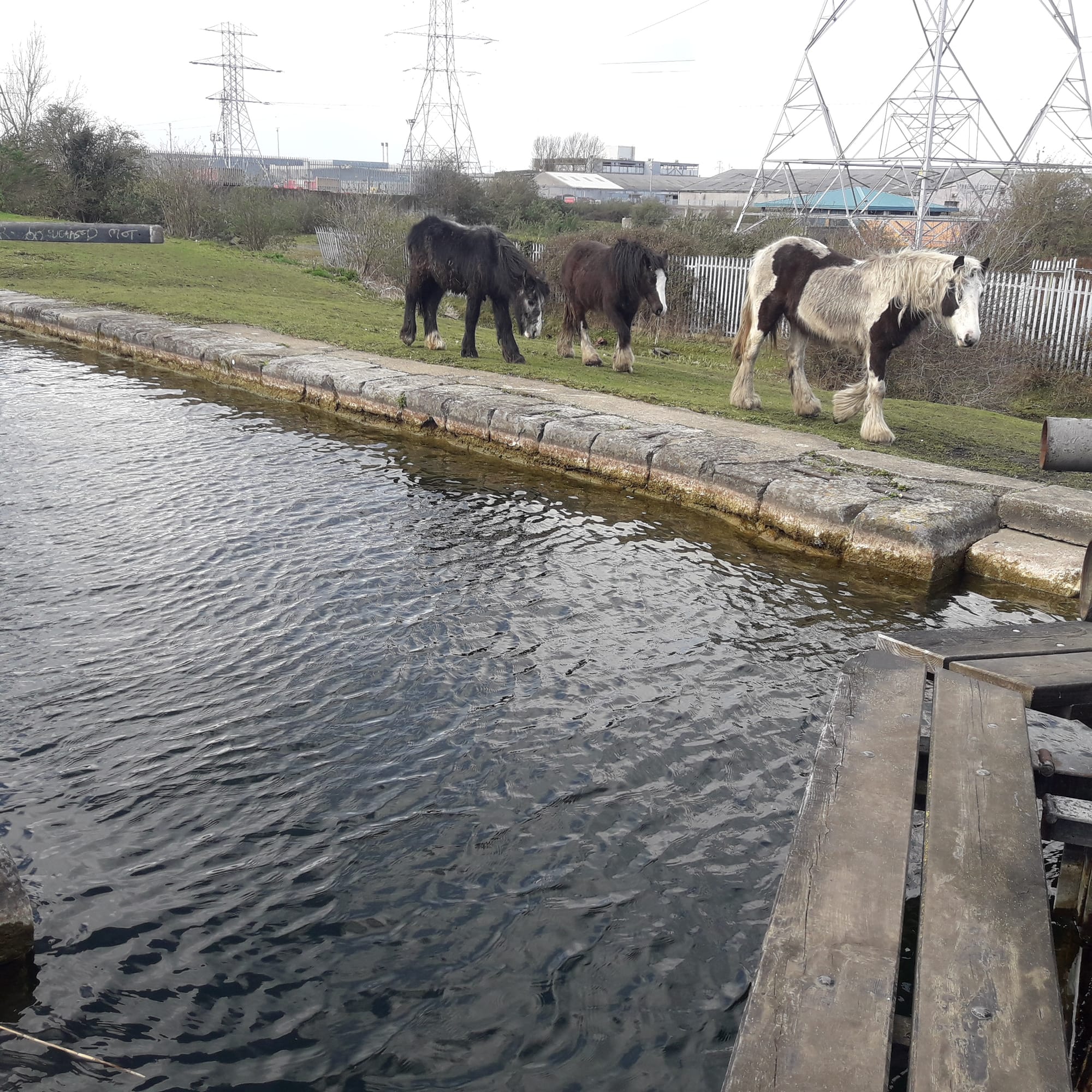 2019 03 12th Grand Canal Ballyfermot Lock 4 horses waiting to pull a horseboat