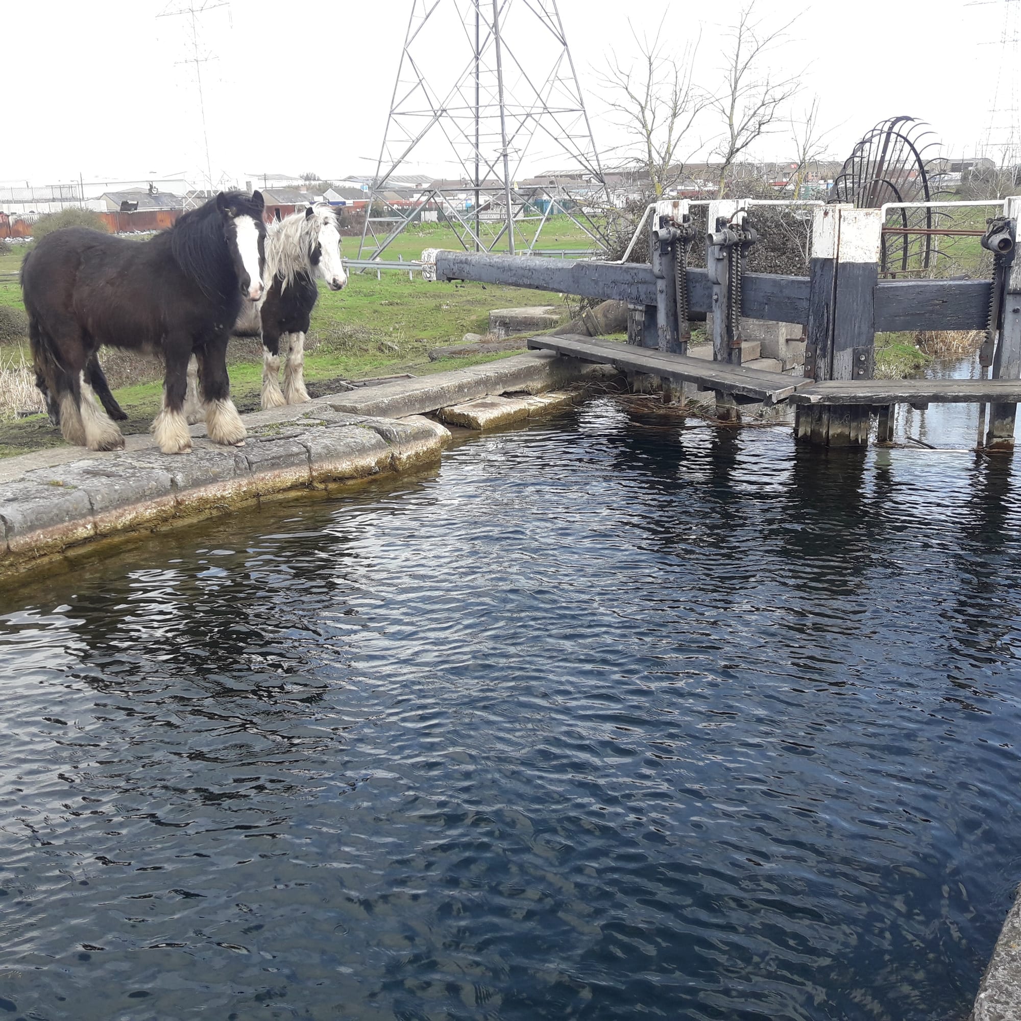 2019 03 12th Grand Canal Ballyfermot Lock 4 horses waiting to pull a horseboat