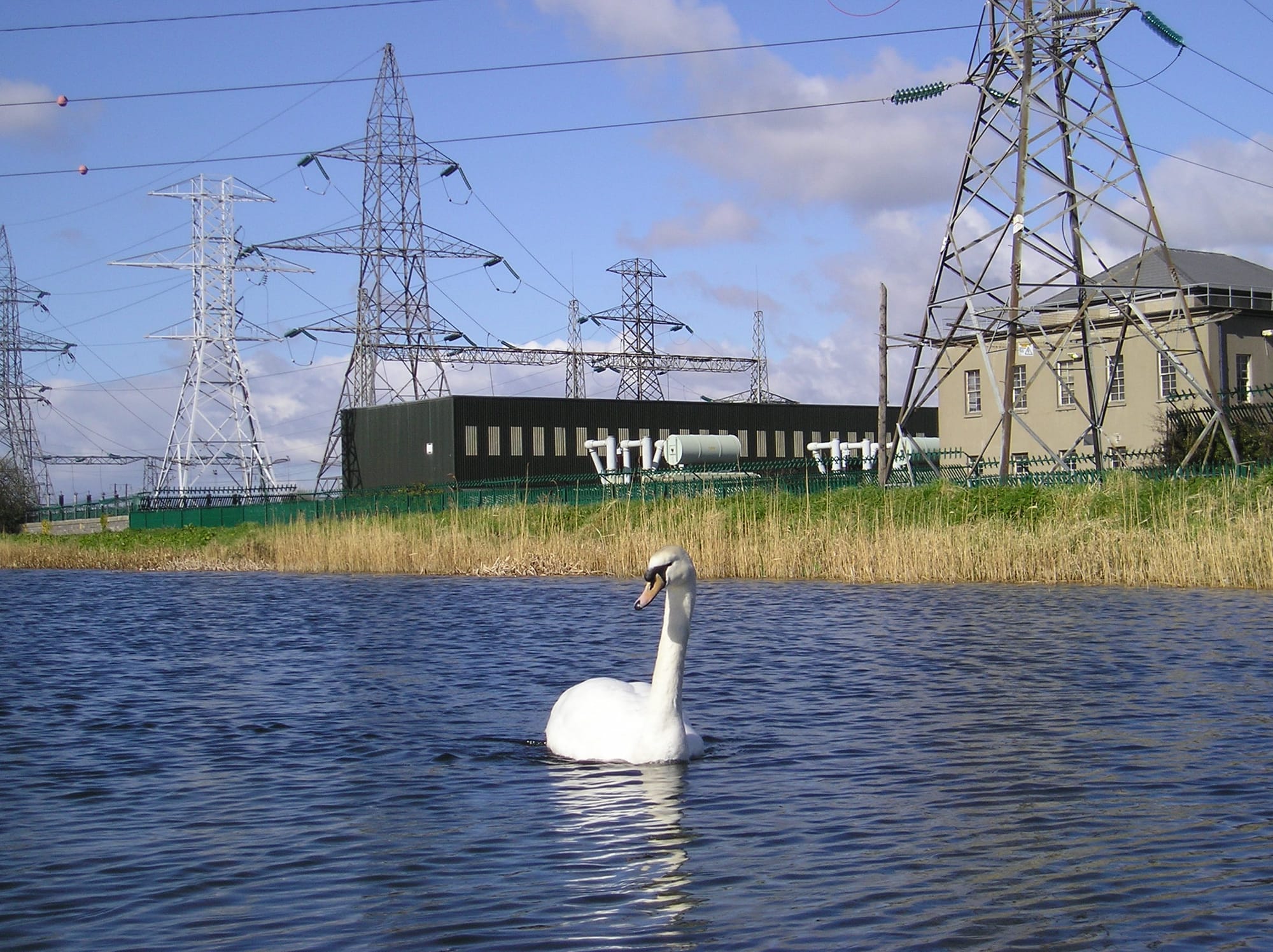 2008 03 Grand Canal Dublin Lock 4 swans thrive at electricity substation