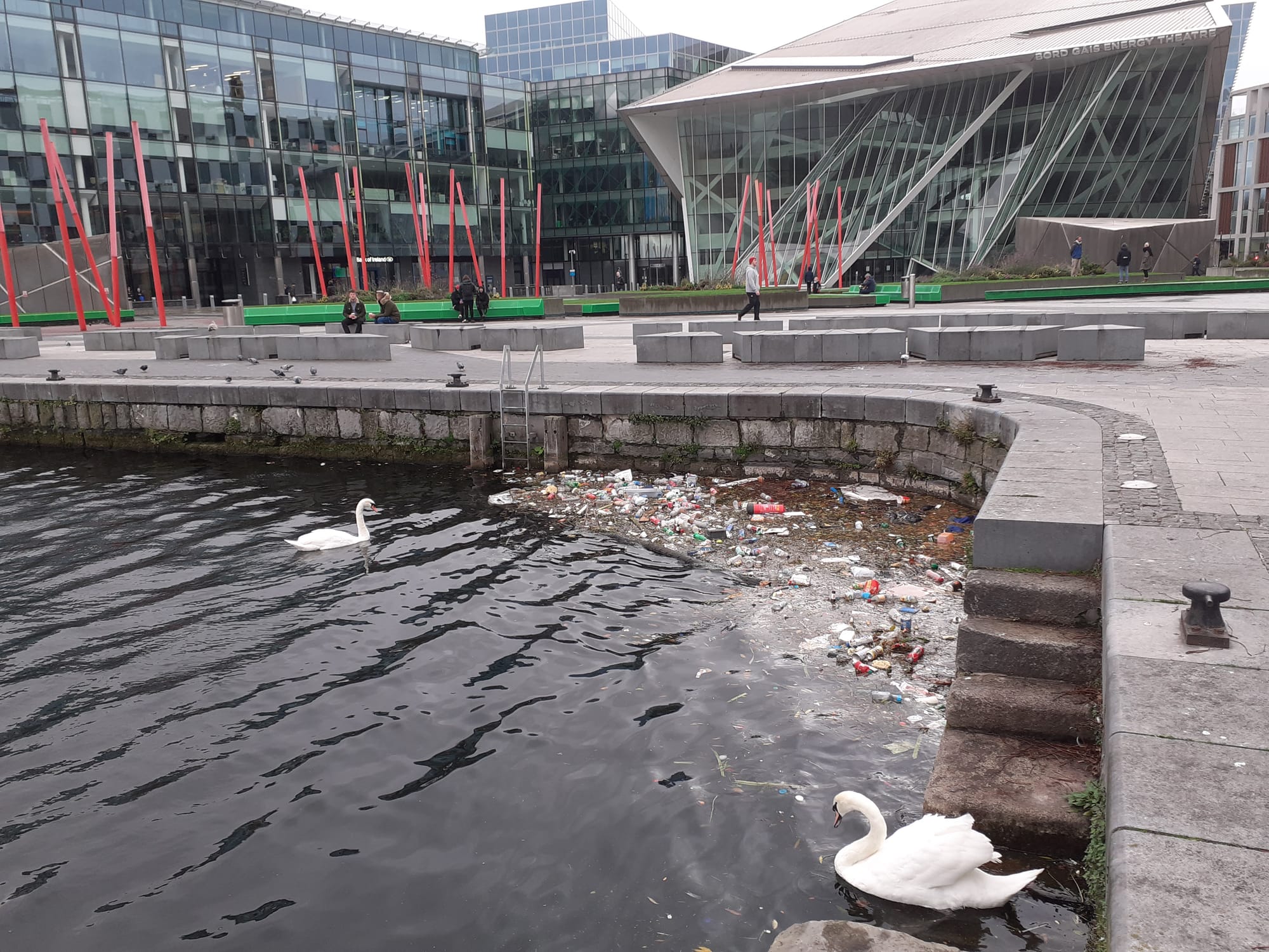 2020 11 15th Grand Canal Dublin 4, swans feasting on floating refuse