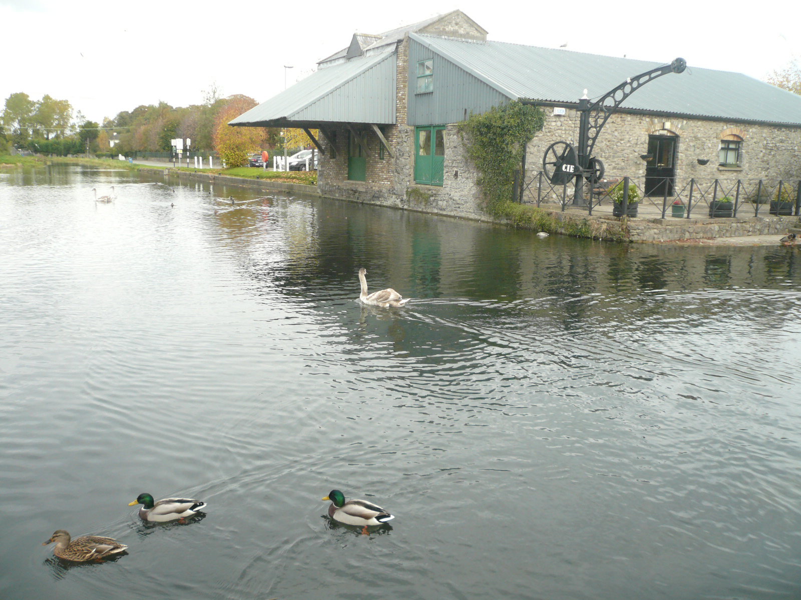 2016 09 Grand Canal Naas Harbour