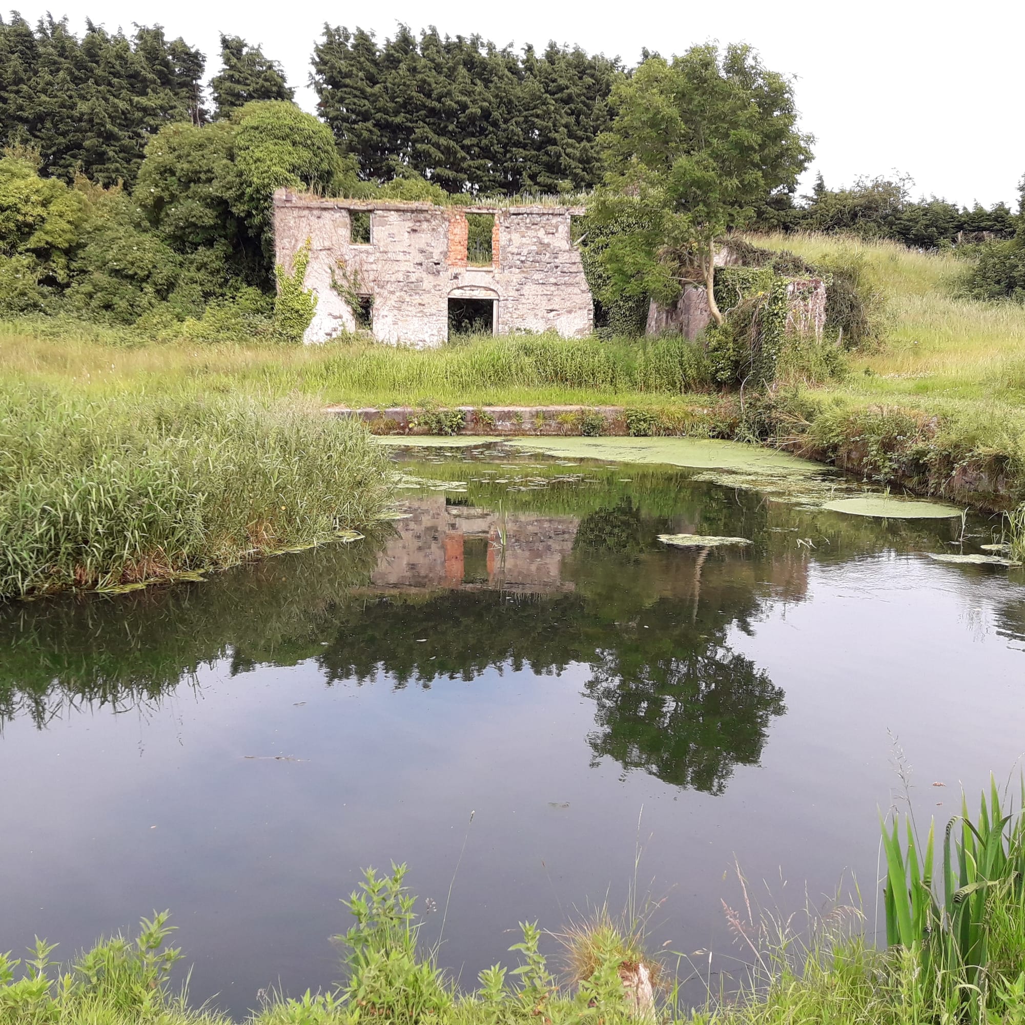 2019 07 07th Grand Canal Corbally Line, Corbally Harbour