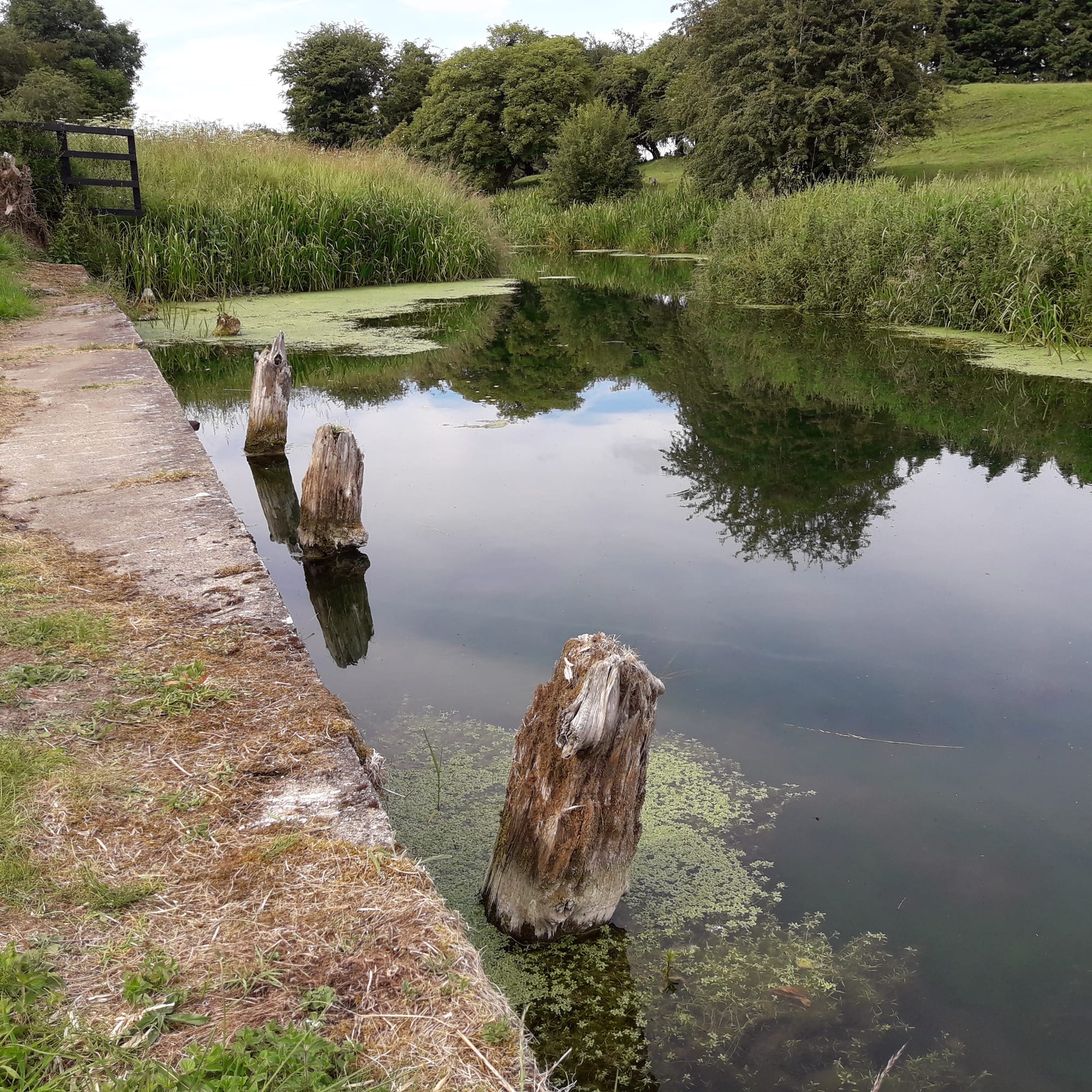 2019 07 07th Grand Canal Corbally Line, Corbally Harbour