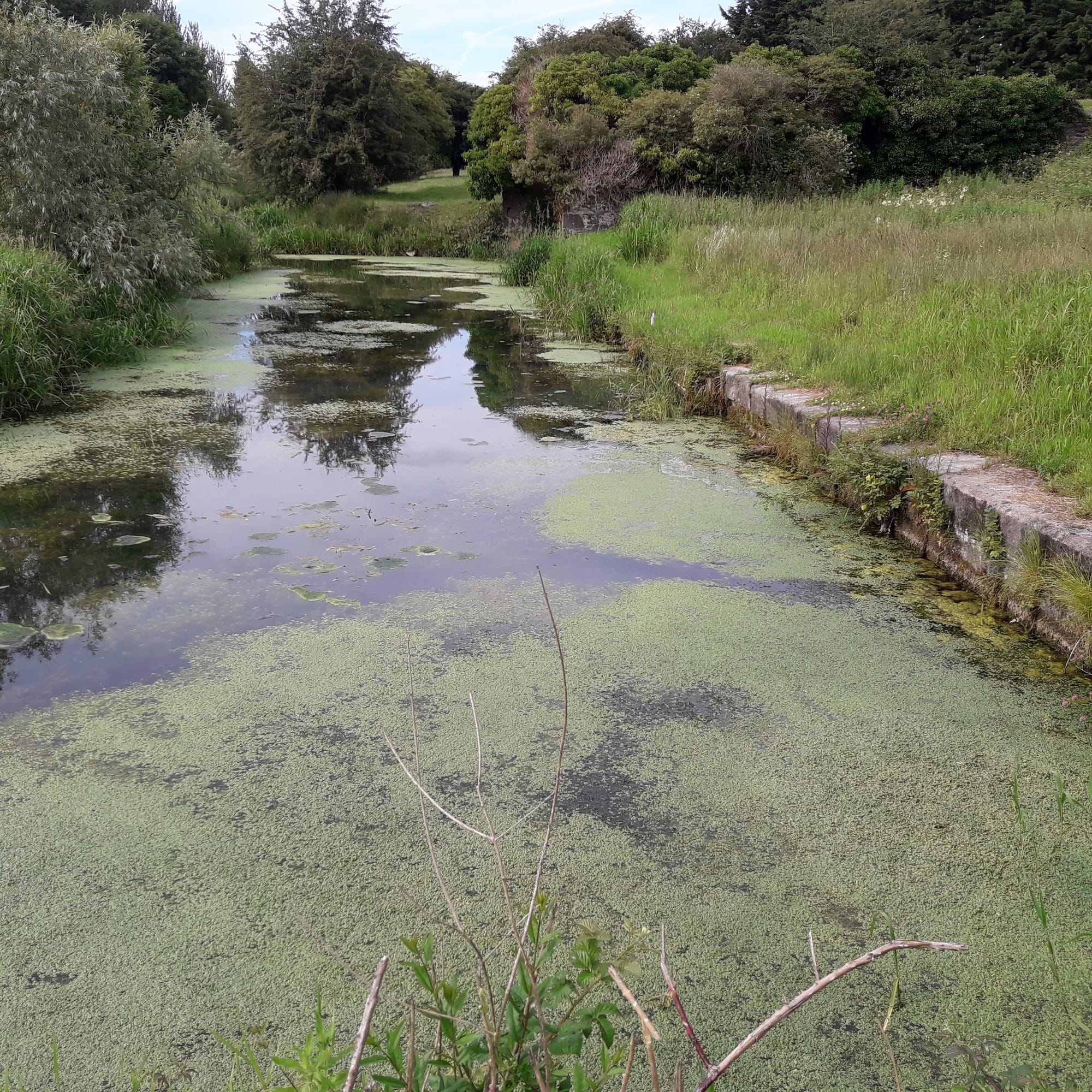 2019 07 07th Grand Canal Corbally Line, Corbally Harbour