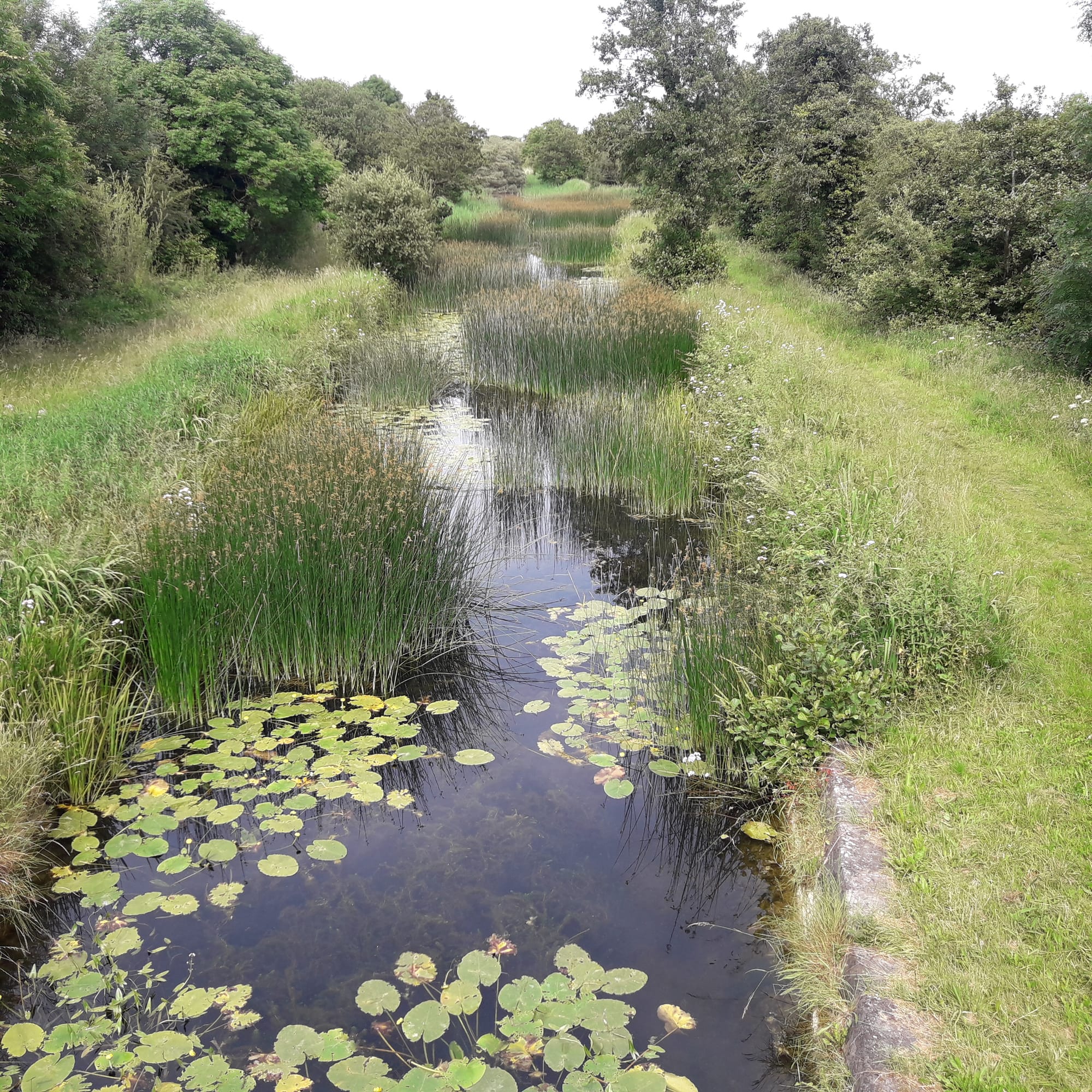 2019 07 07th Grand Canal Corbally Line, navigation remains but is in poor condition