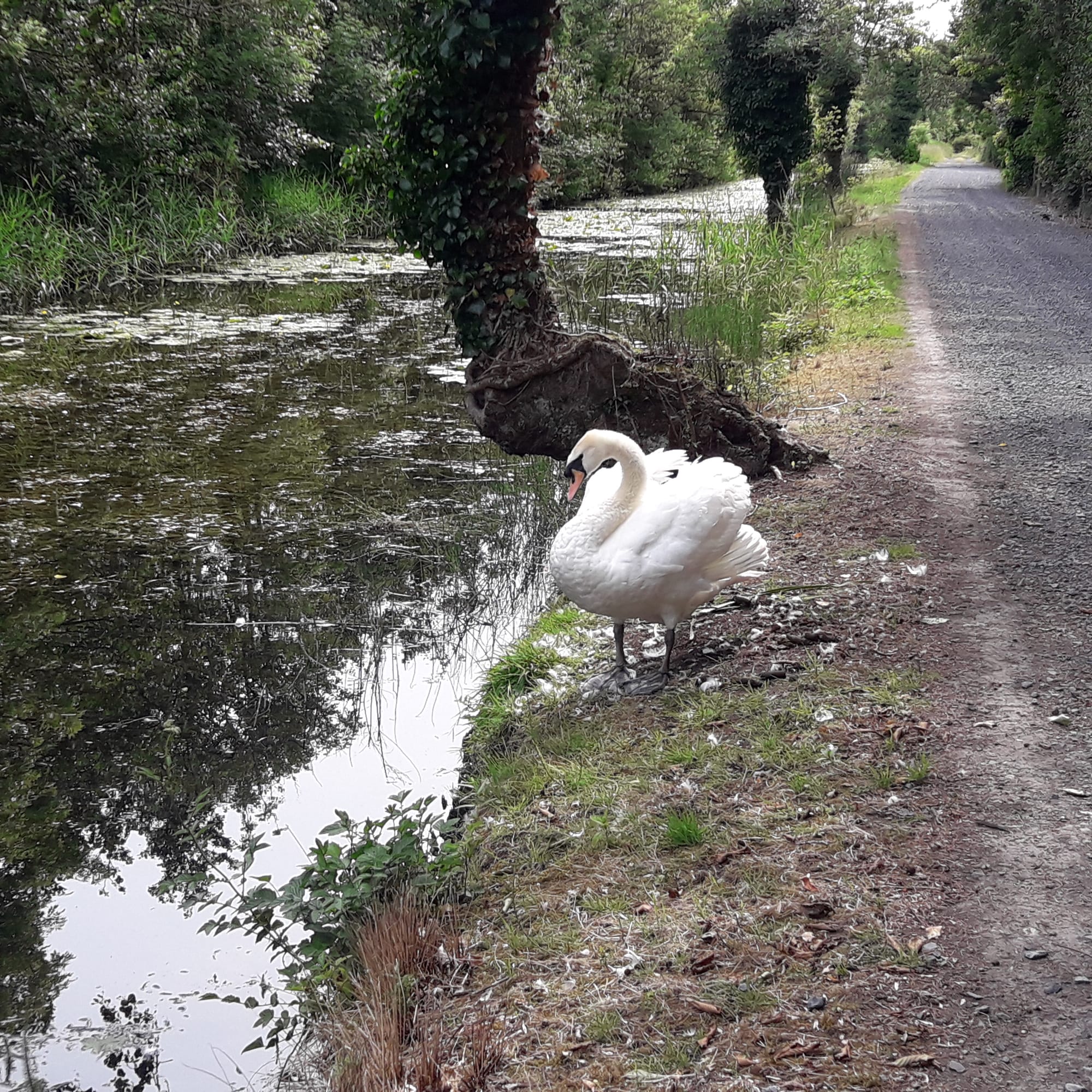 2019 07 07th Grand Canal Corbally Line, navigation remains