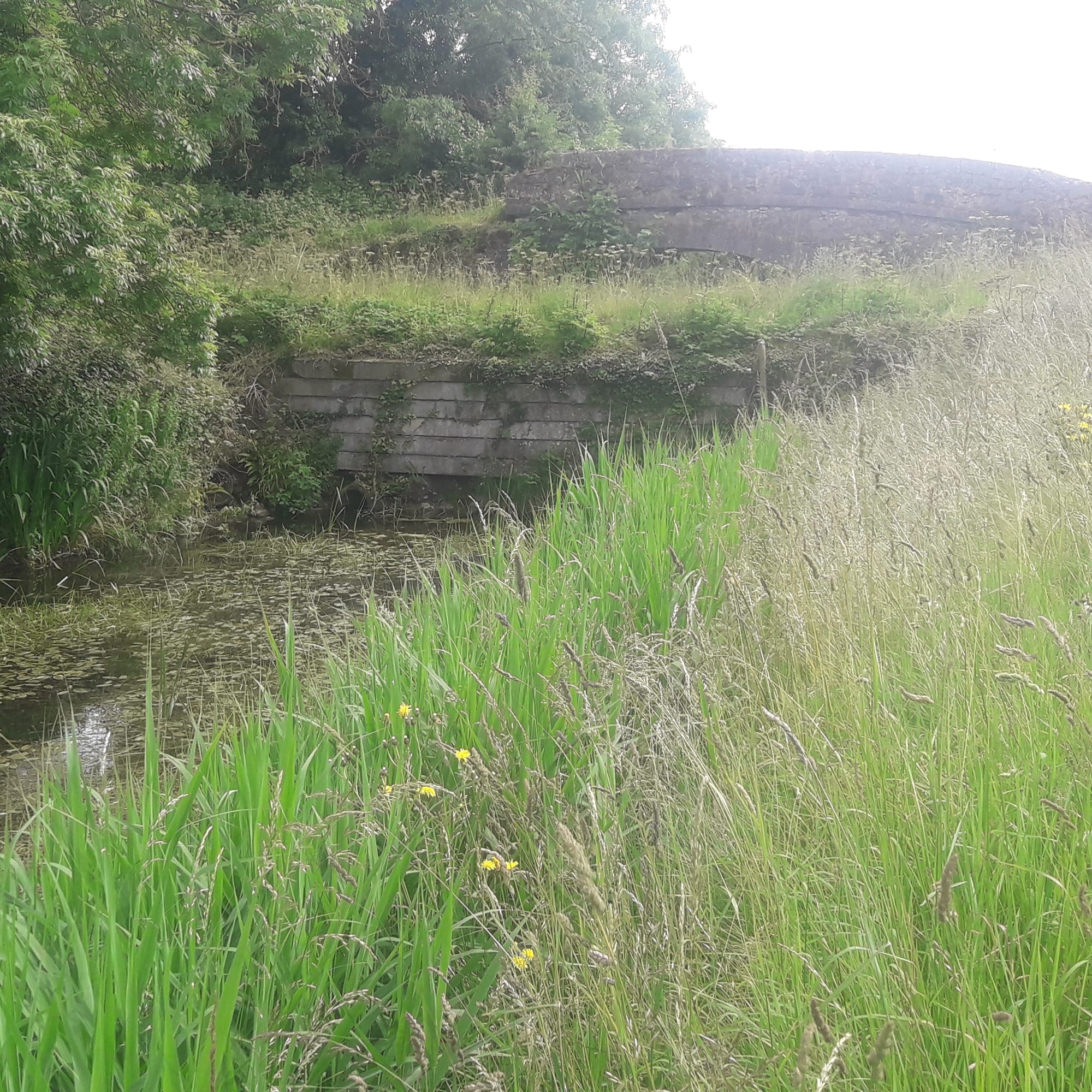 2019 07 07th Grand Canal Corbally Line, navigation obstructed