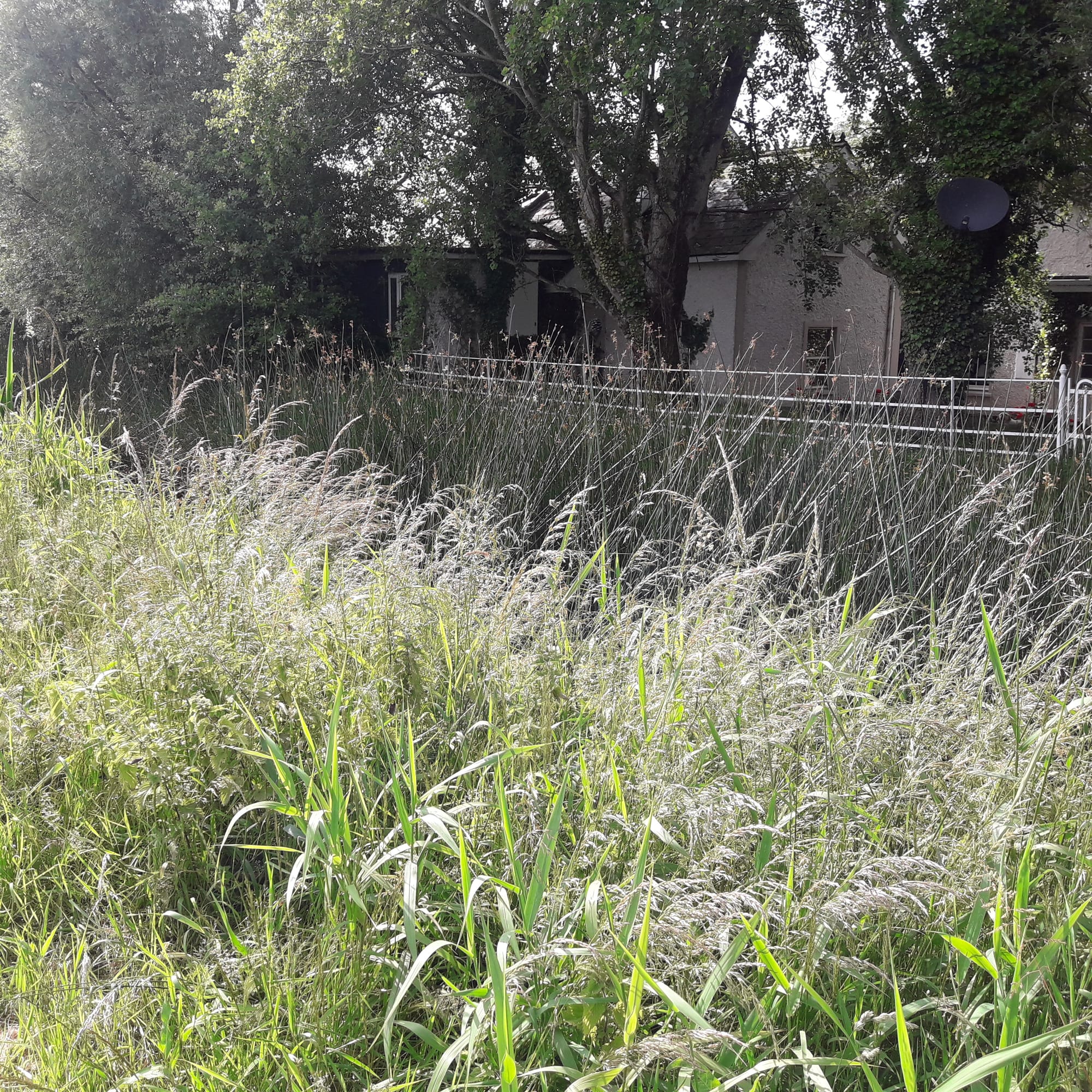 2019 07 07th Grand Canal Corbally Line, navigation remains but is in poor condition