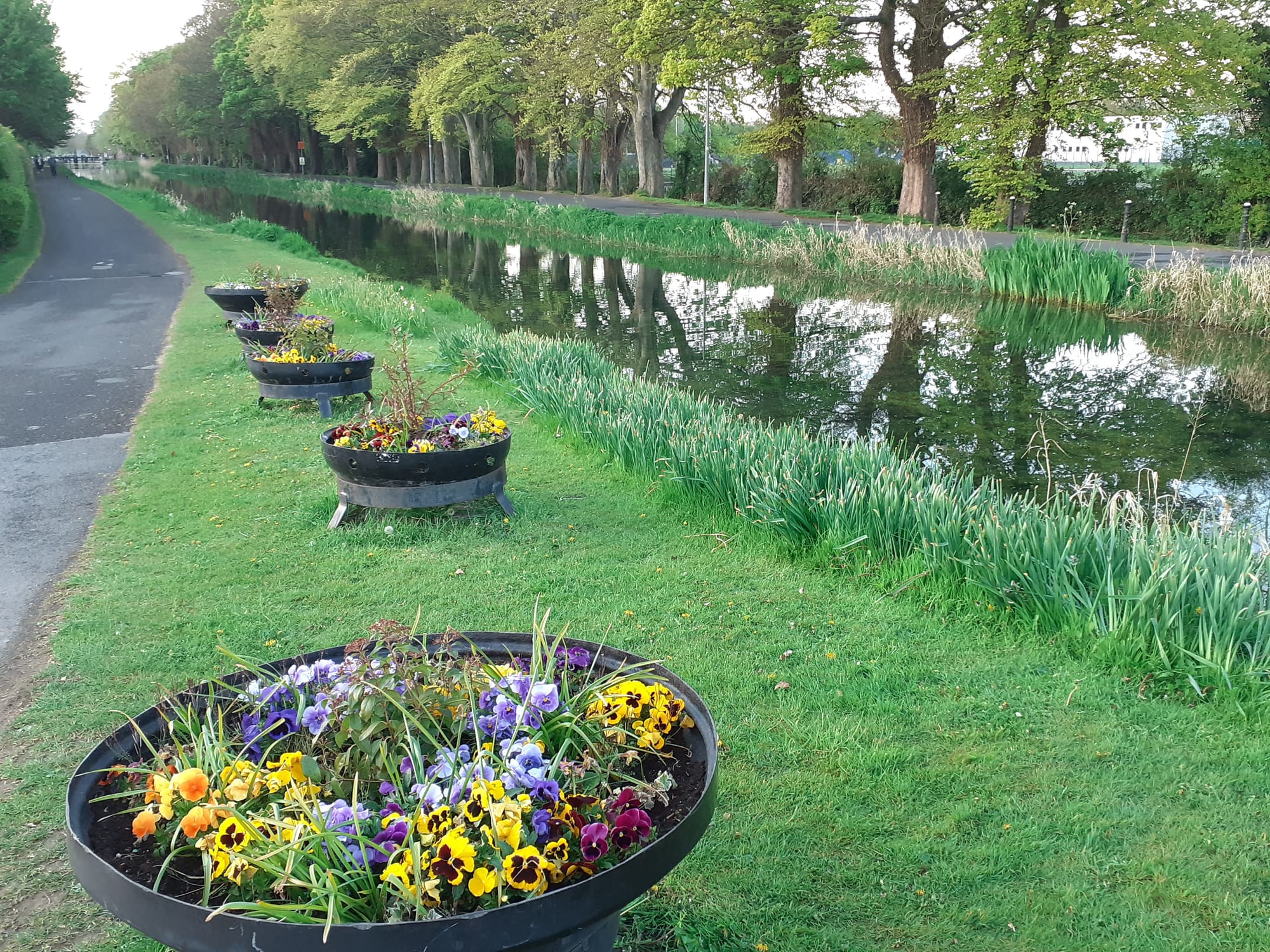 2021 06 Grand Canal Naas line towpath