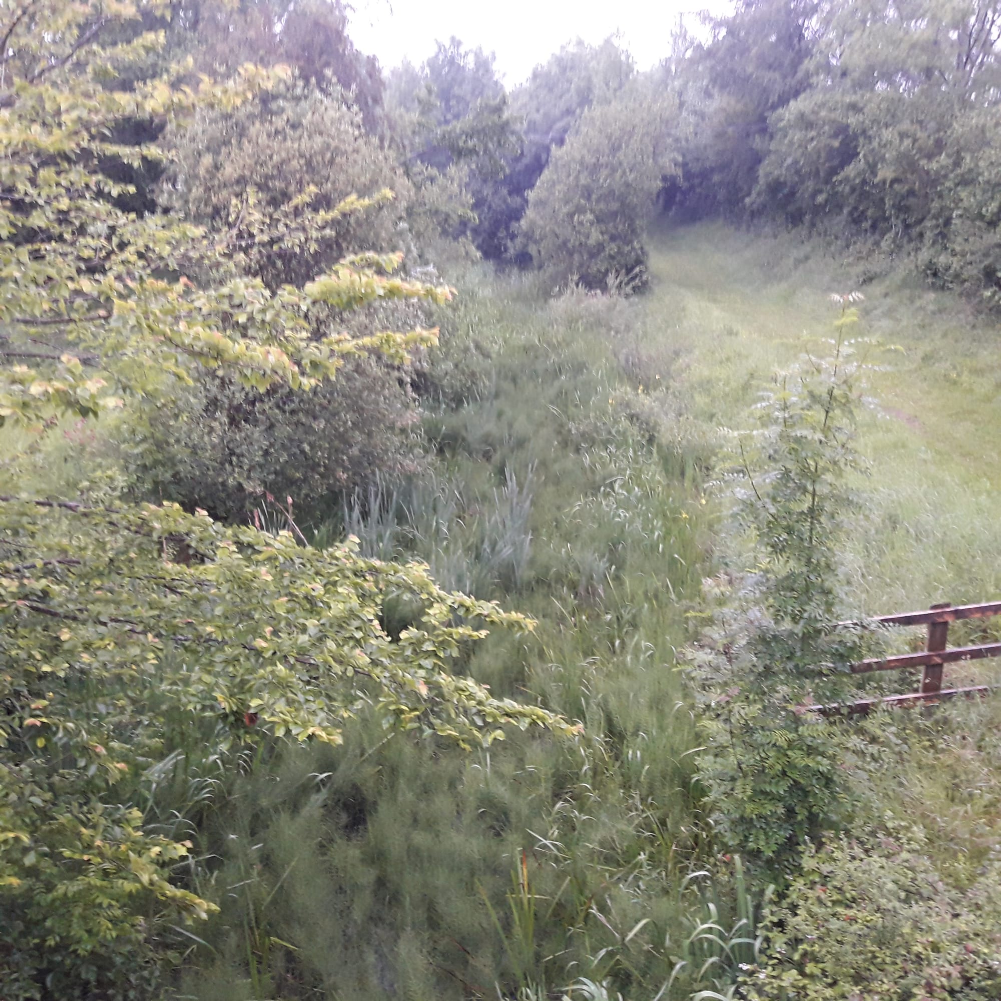 2019 06 23rd Grand Canal Kilbeggan Line, canal bed overgrown