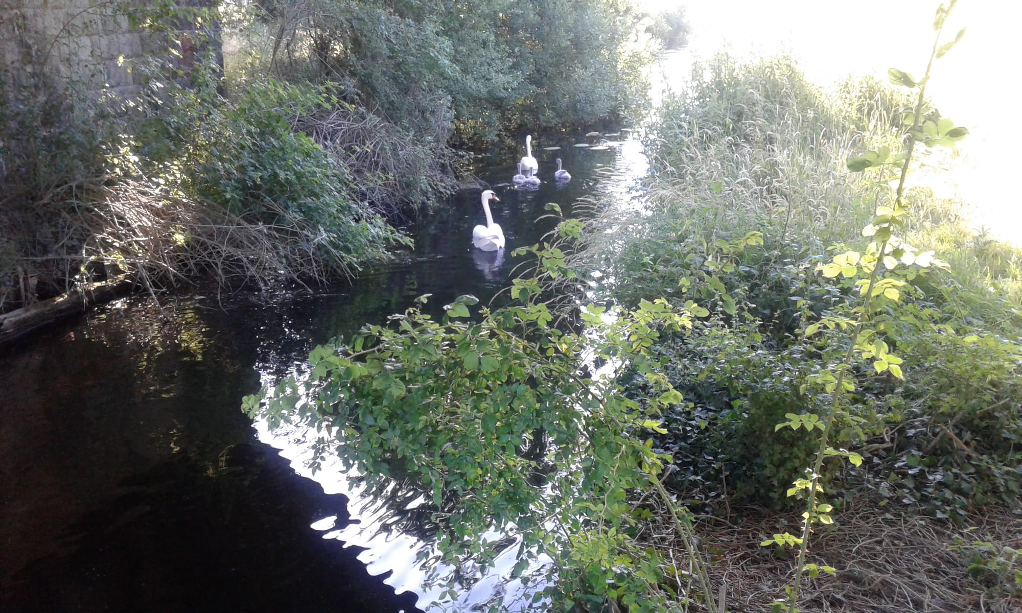 2018 07 03rd Grand Canal MountMellick branch still has water
