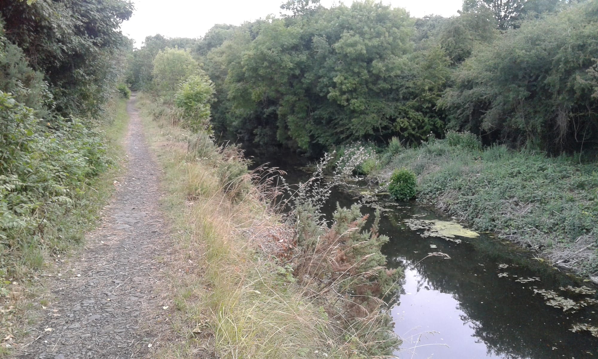 2019 06 02nd Royal Canal Dublin, Deep Sinking, west of Lock 12 Castleknock