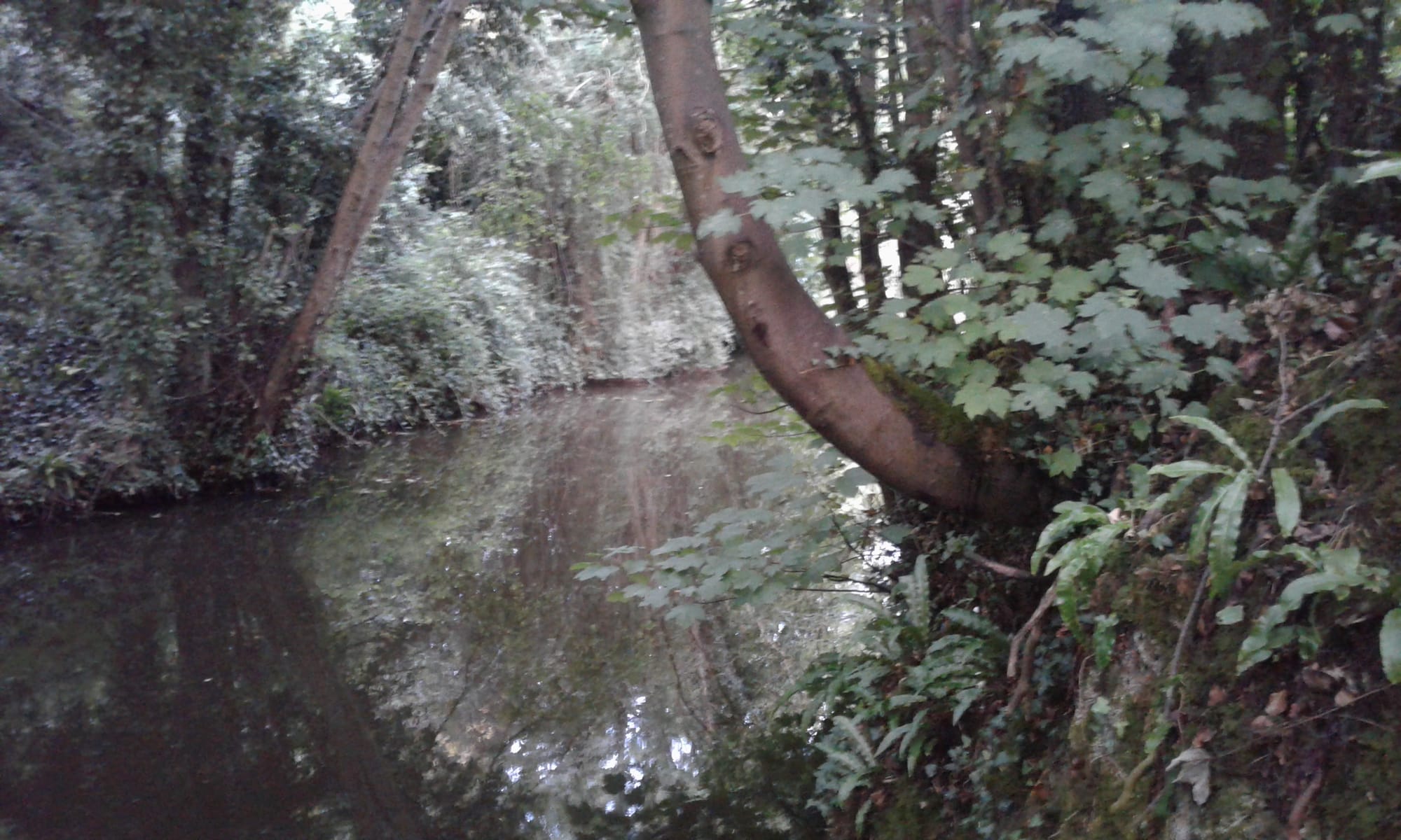 2019 06 02nd Royal Canal Dublin, Deep Sinking, west of Lock 12 Castleknock