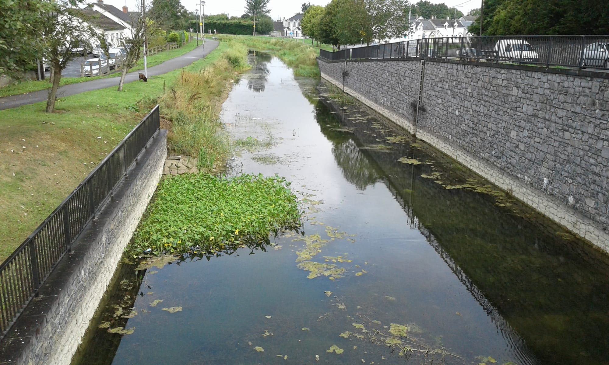 2018 08 20th Royal Canal Mullingar