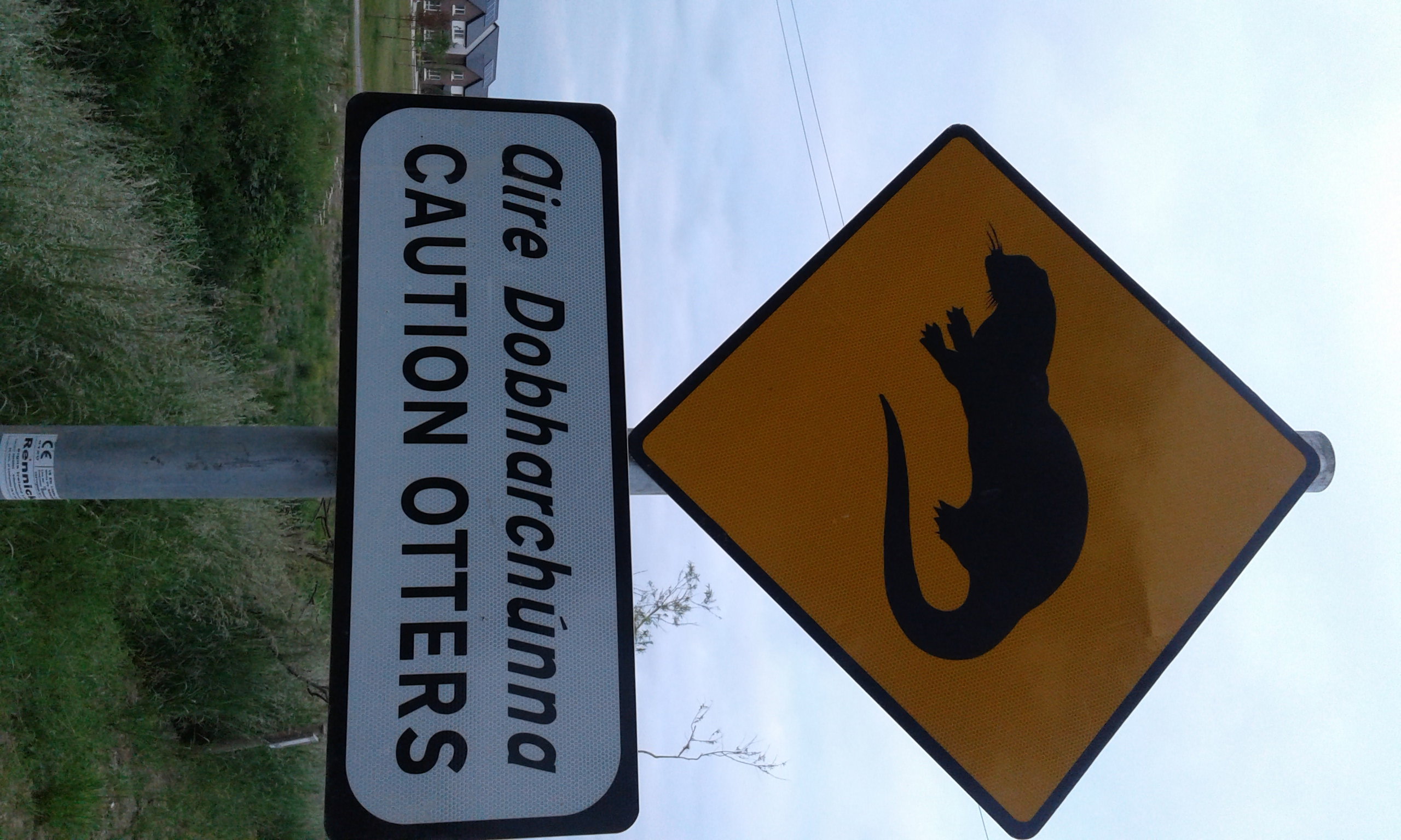 2018 07 Royal Canal Kilcock otters crossing