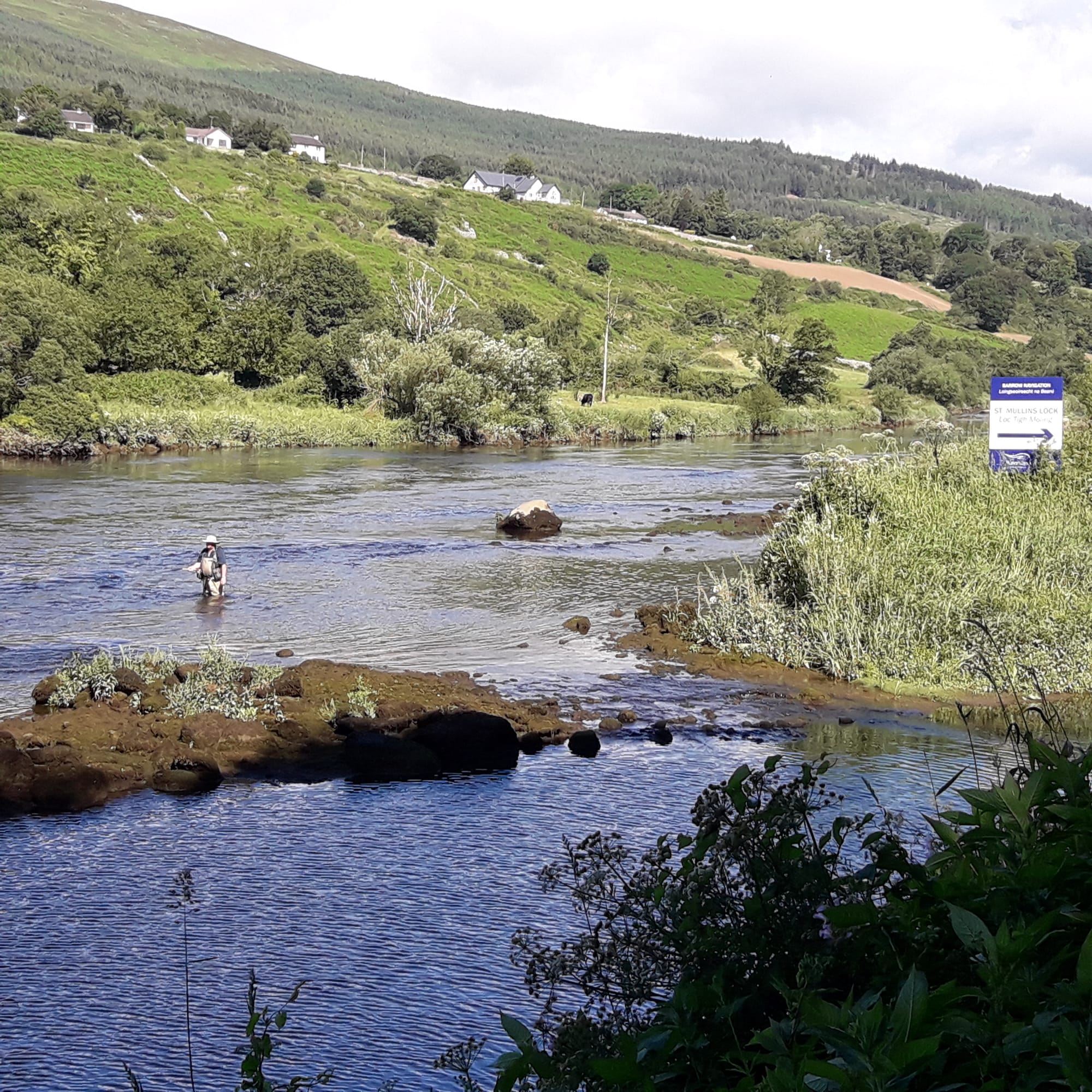 2019 06 30th River Barrow Saint Mullins, fisherman wading below sea lock