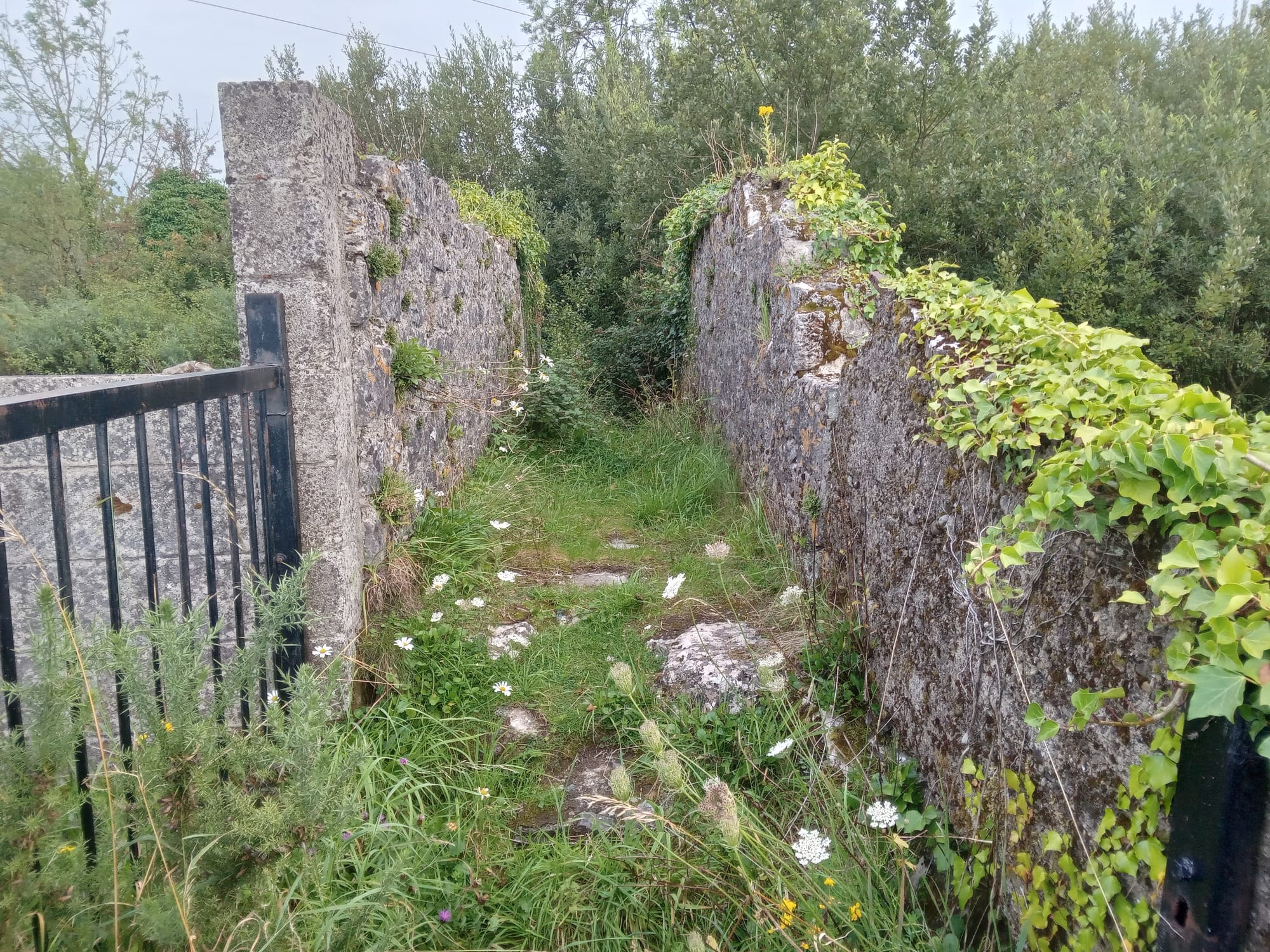 2025 08 06th River Shannon Ardnacrusha Old Shannon Errina Canal, footbridge