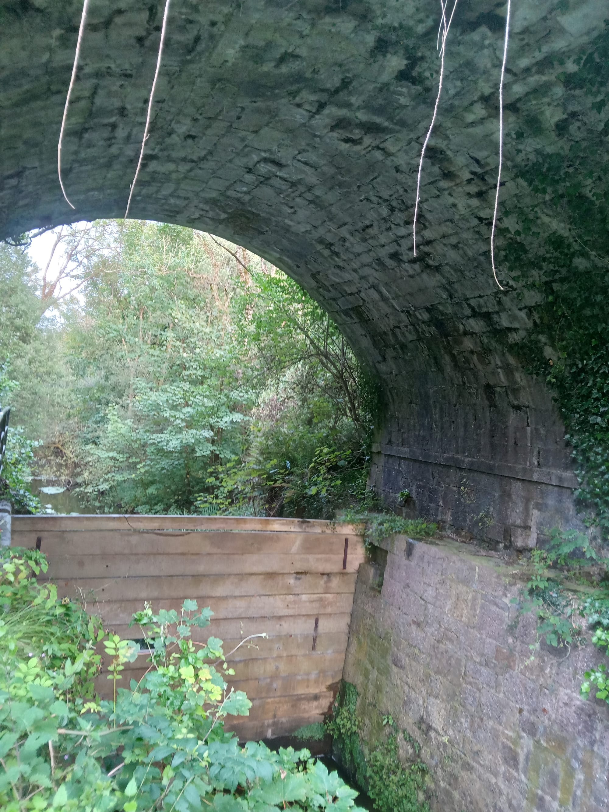 2025 08 06th River Shannon Ardnacrusha Old Shannon Errina Canal