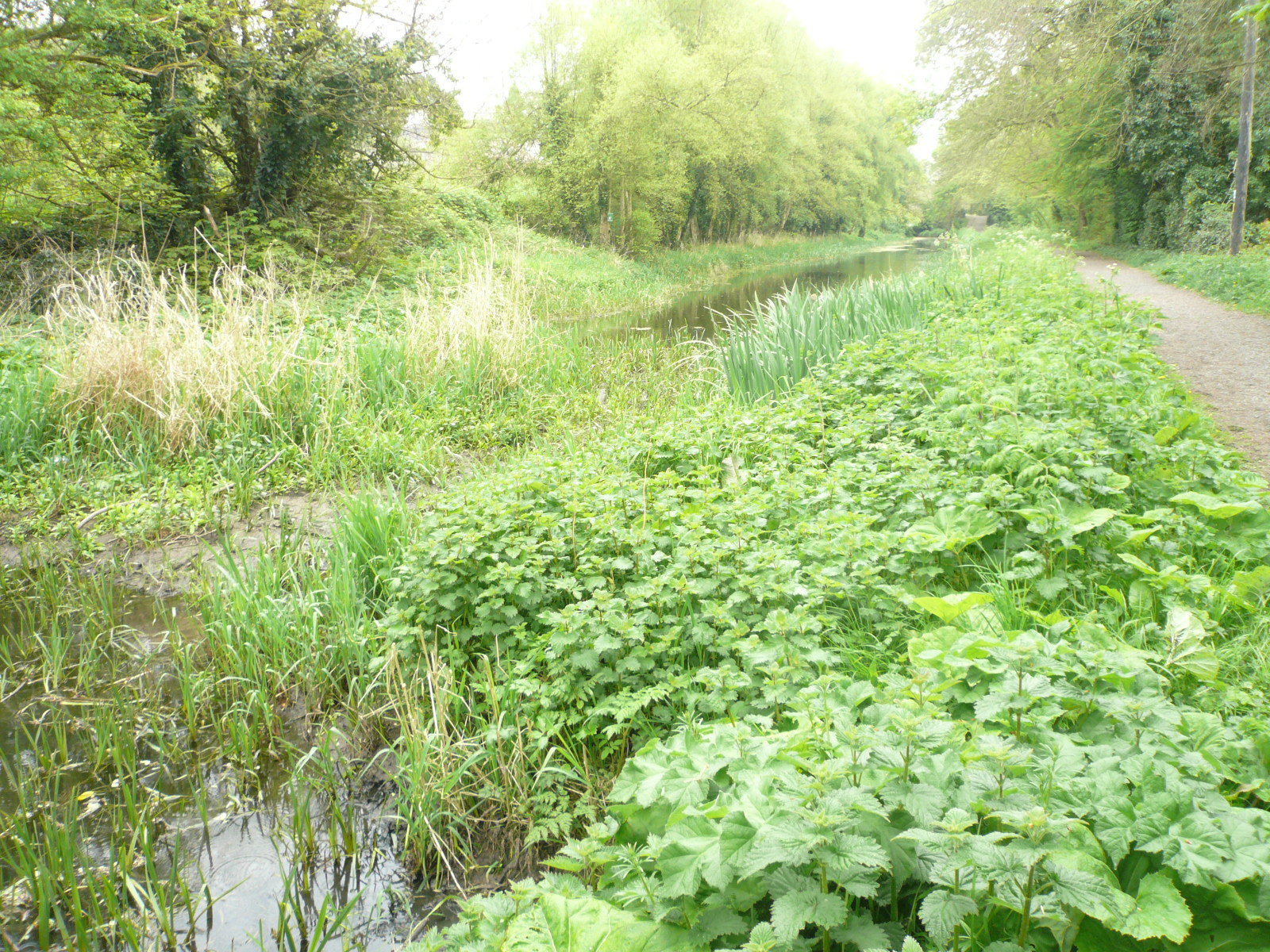 2017 05 Boyne Navigation 134 Navan Boyne Towpath