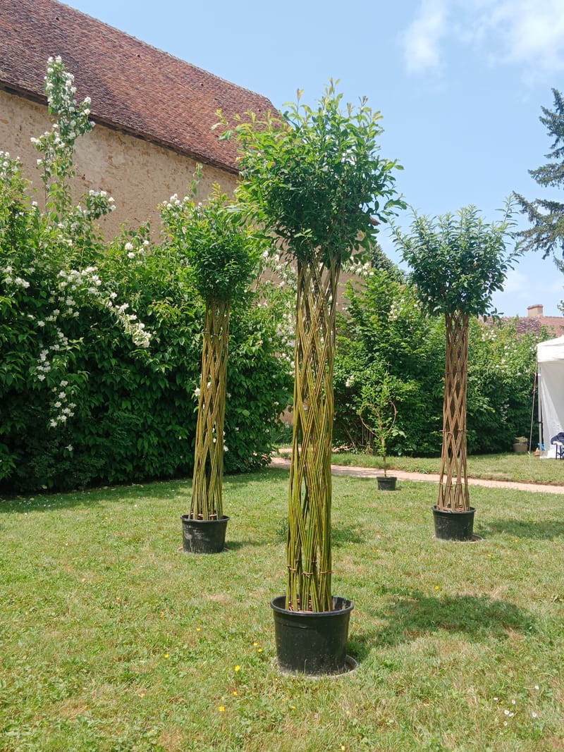 Atelier vannerie vivante