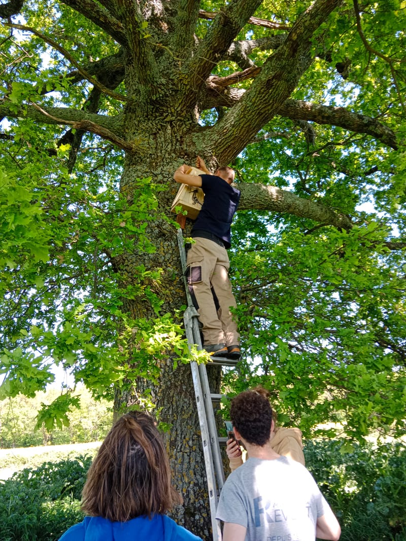 Atelier fabrication de nichoir à Huppe fasciée