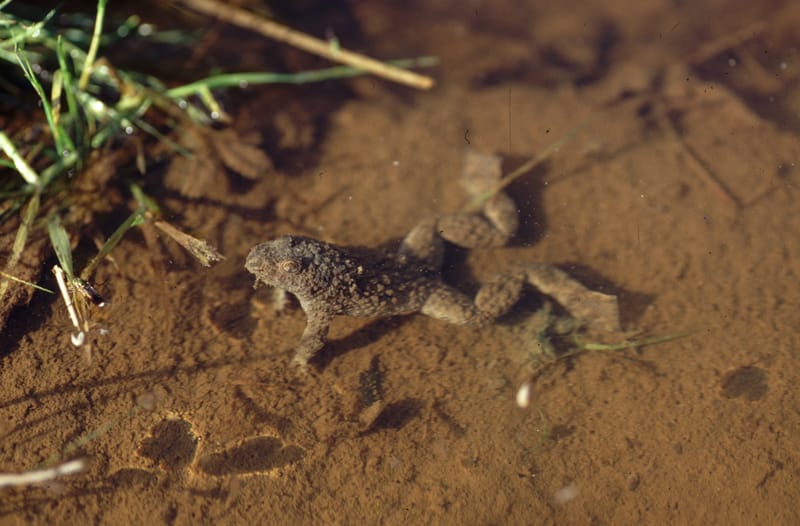 Expertise faune sauvage