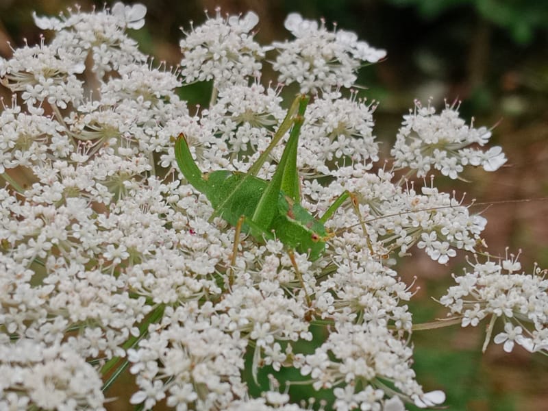 Découverte des Criquets, sauterelles & compagnies