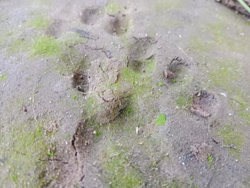 A la recherche de la Loutre et du Castor