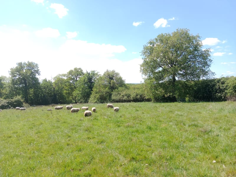 Sortie Nature : la biodiversité sauvage à la ferme