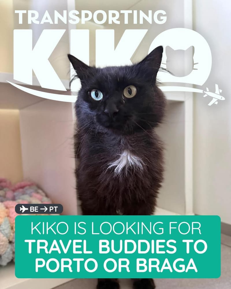 Bring KIKO home!