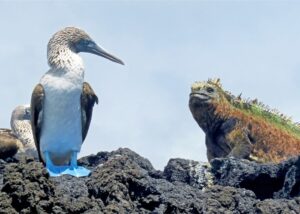 How Cruises Maximize Your Wildlife Sightings in the Galapagos Islands