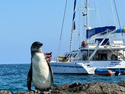 Why Galapagos Islands Cruises Are the Best Way to Explore Wildlife Up Close