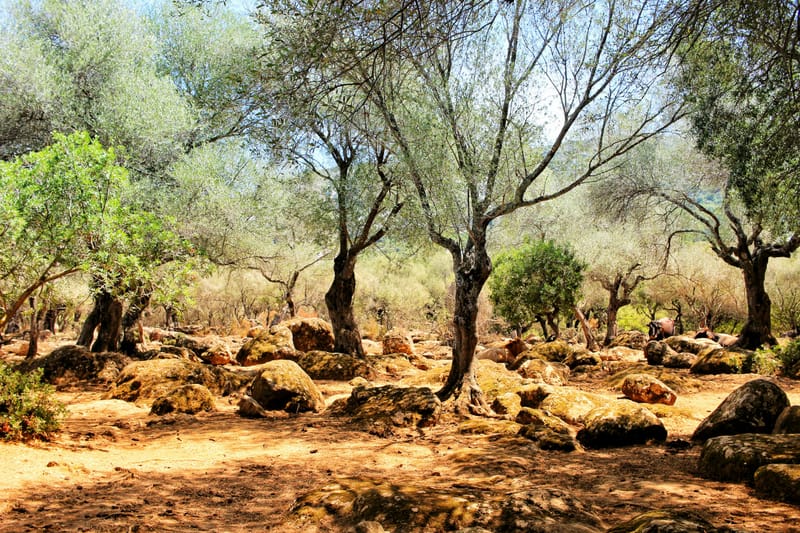 סיורי טבע ופנאי