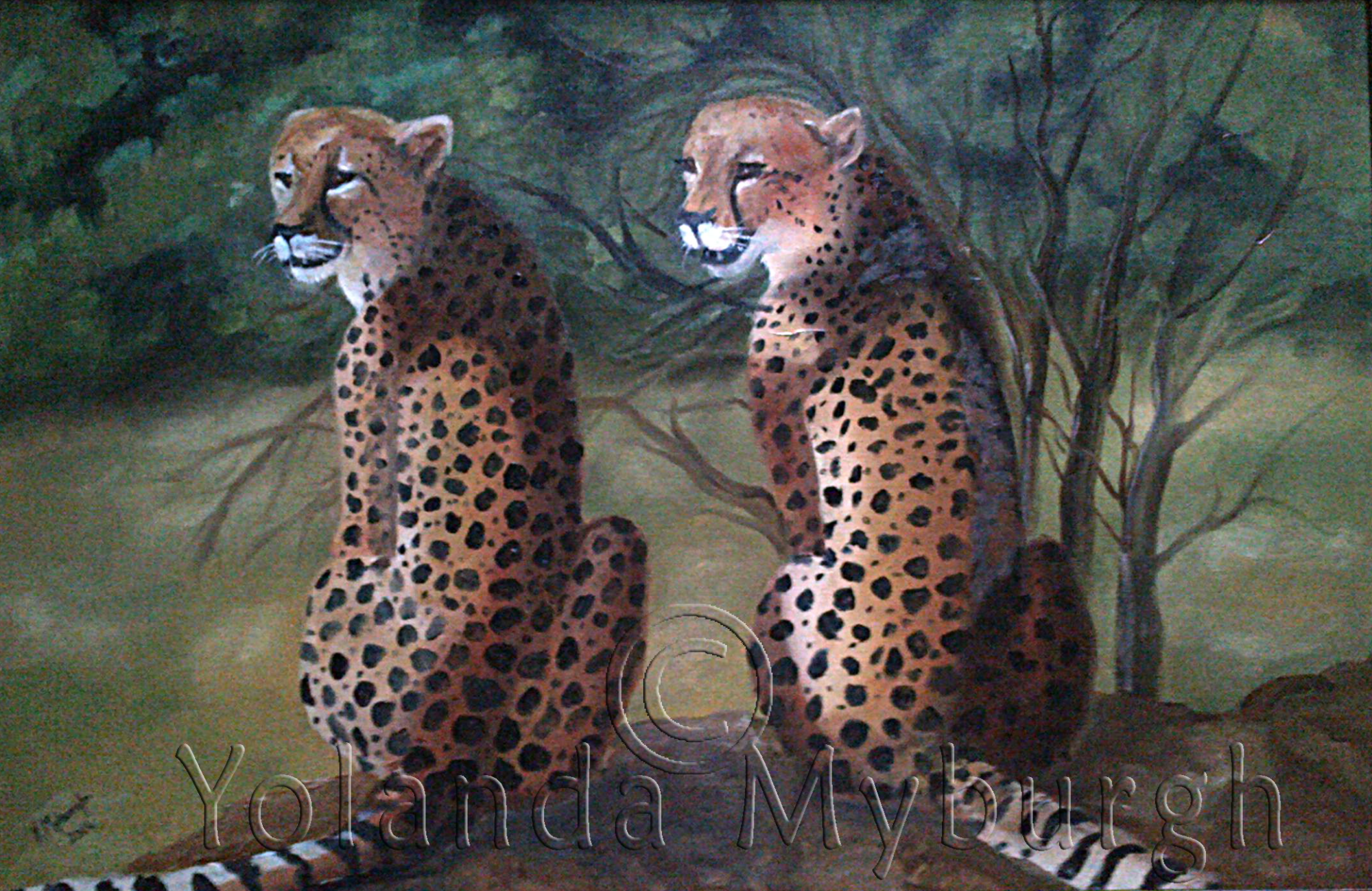 Cheetah's
