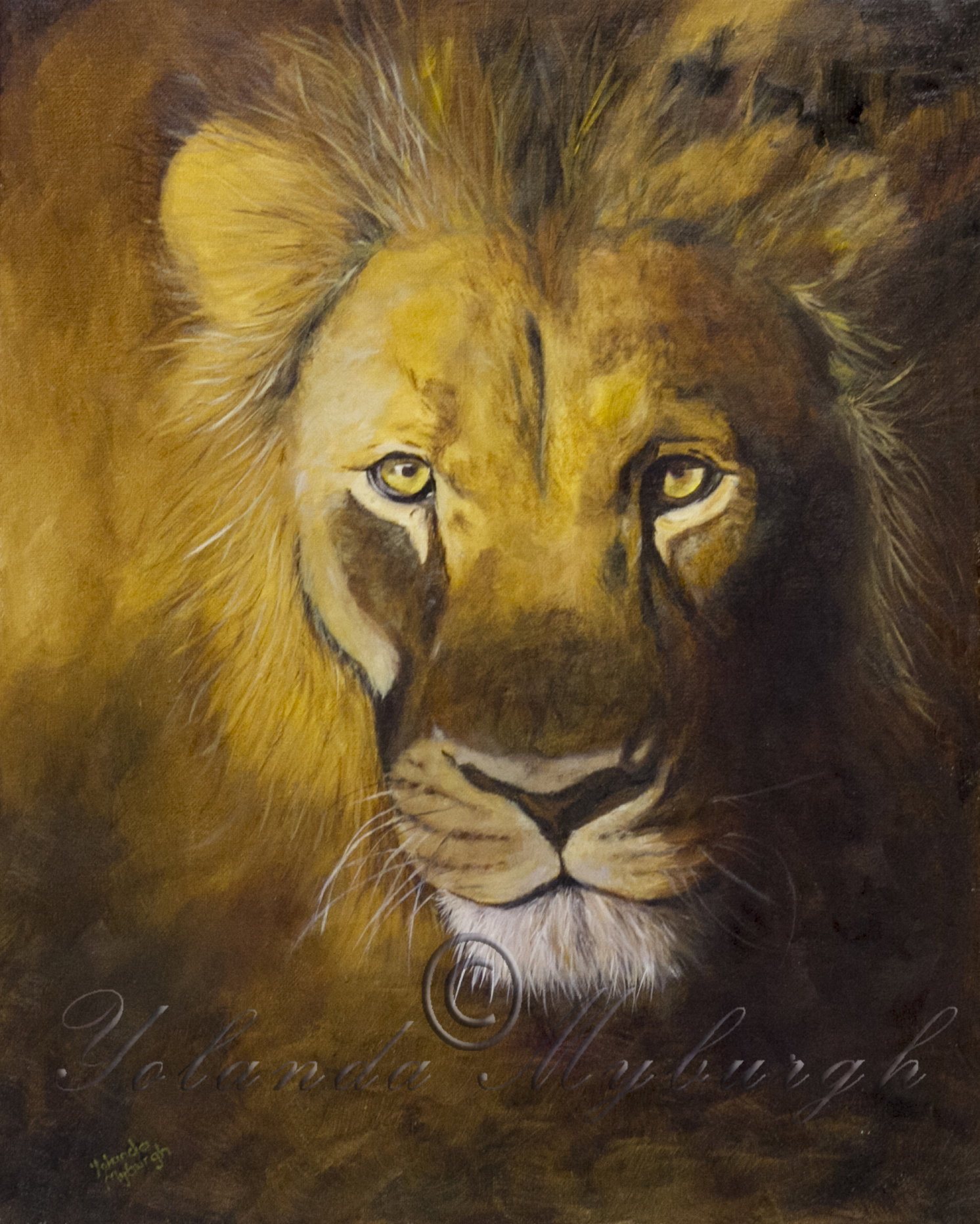 Lion's Gaze