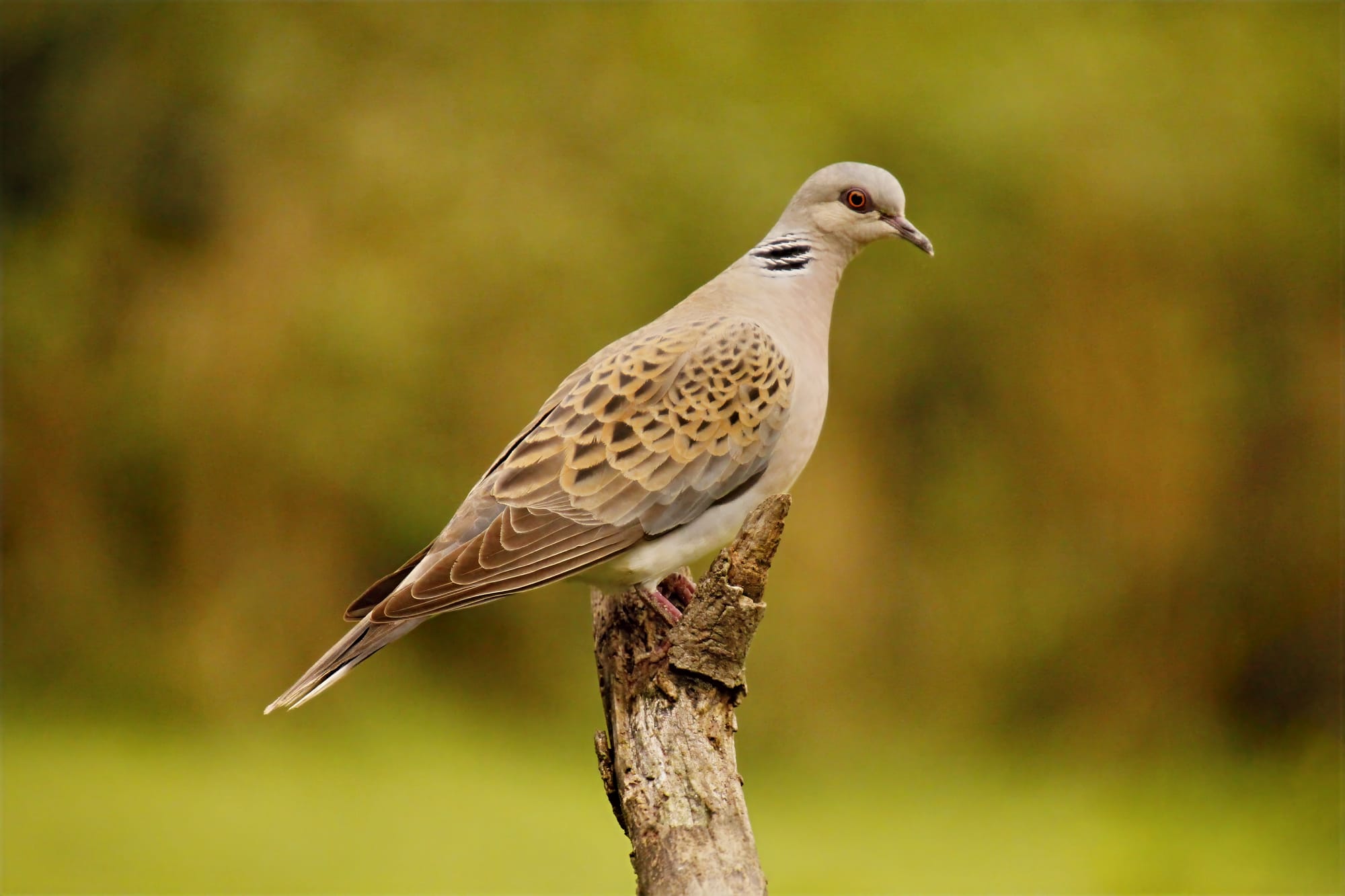 tourterelle des bois