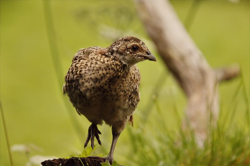 Les témoins d'une biodiversité en berne