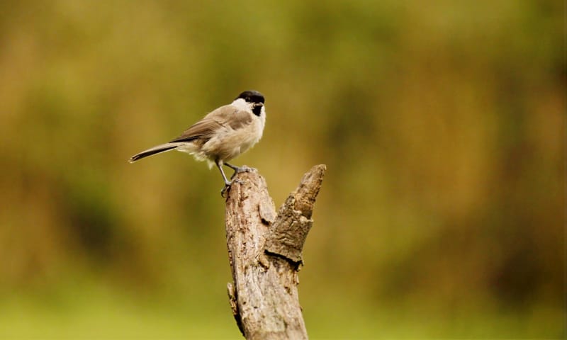 Les témoins d'une biodiversité en berne