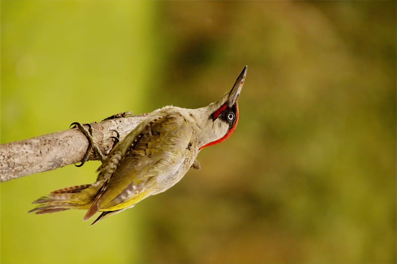 Les témoins d'une biodiversité en berne