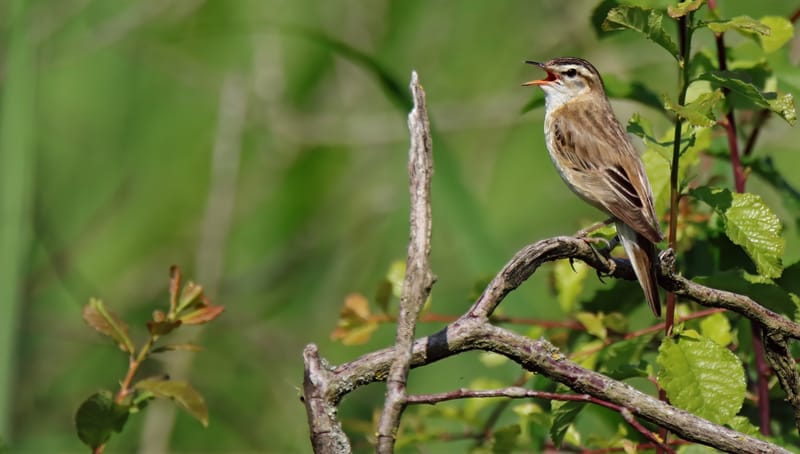 Les témoins d'une biodiversité en berne