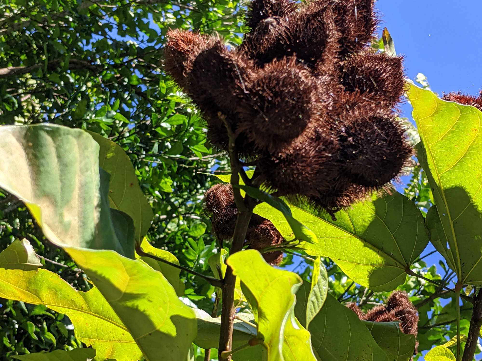 Achoti yan Hineska' Agaga'