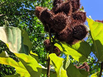 Achoti yan Hineska' Agaga'