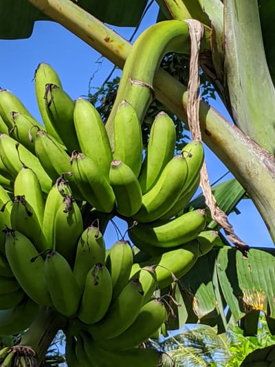 The Farmer's Wisdom: Nurturing Faith and Harvest on Guam