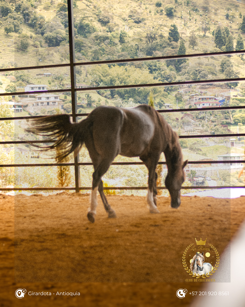 Consejos para Principiantes en la Chalanería