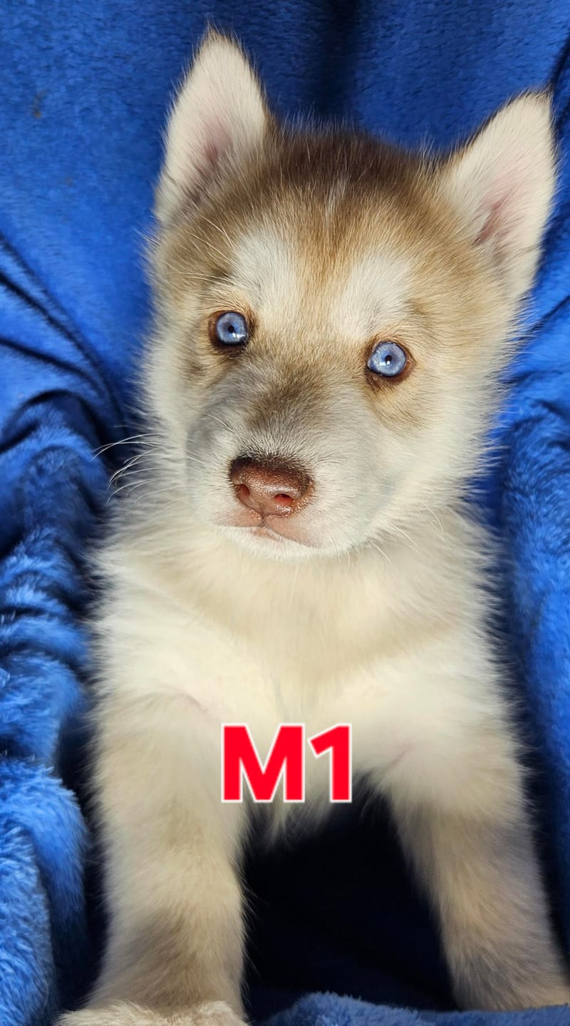 Miya & Buck - Ready 1-31-26