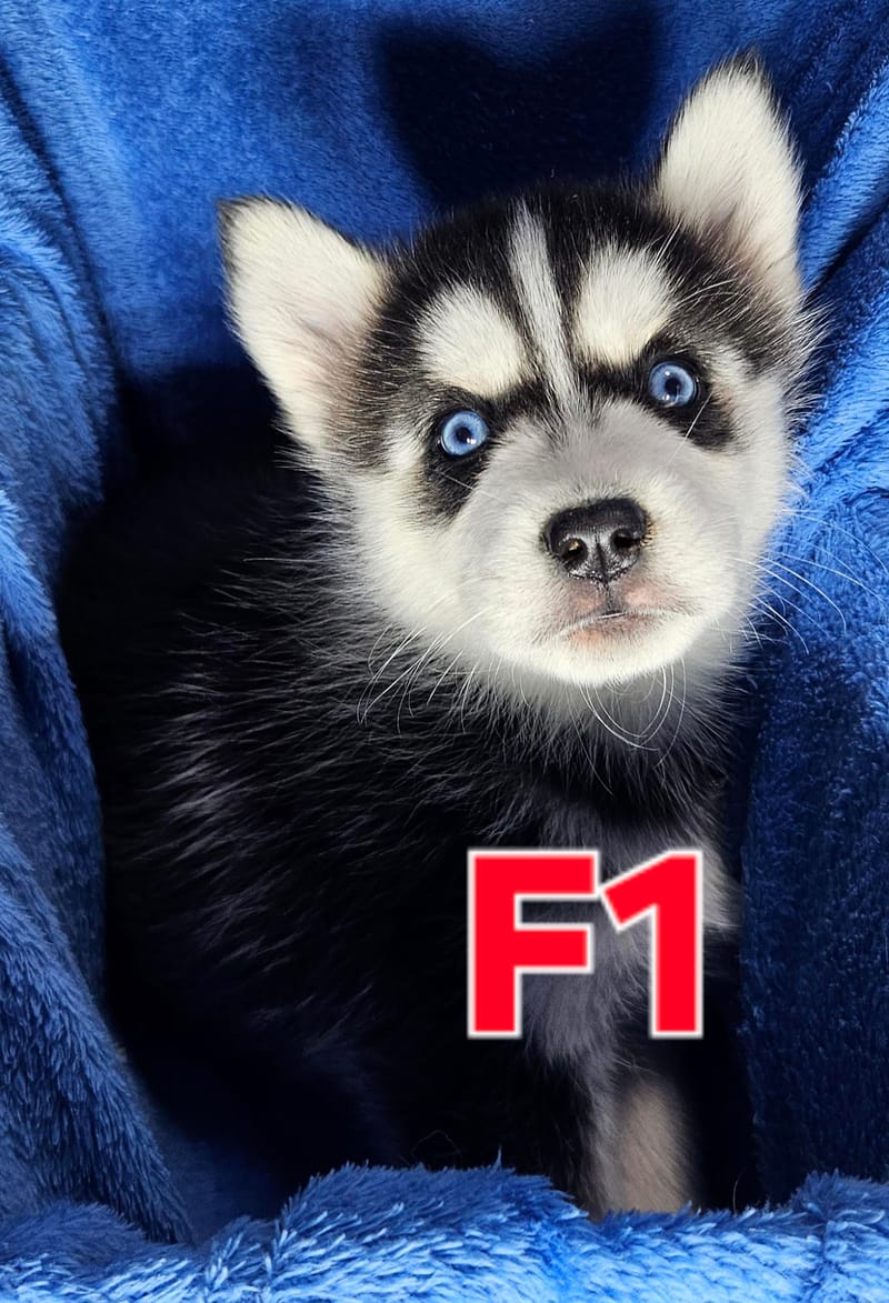 Miya & Buck - Ready 1-31-26