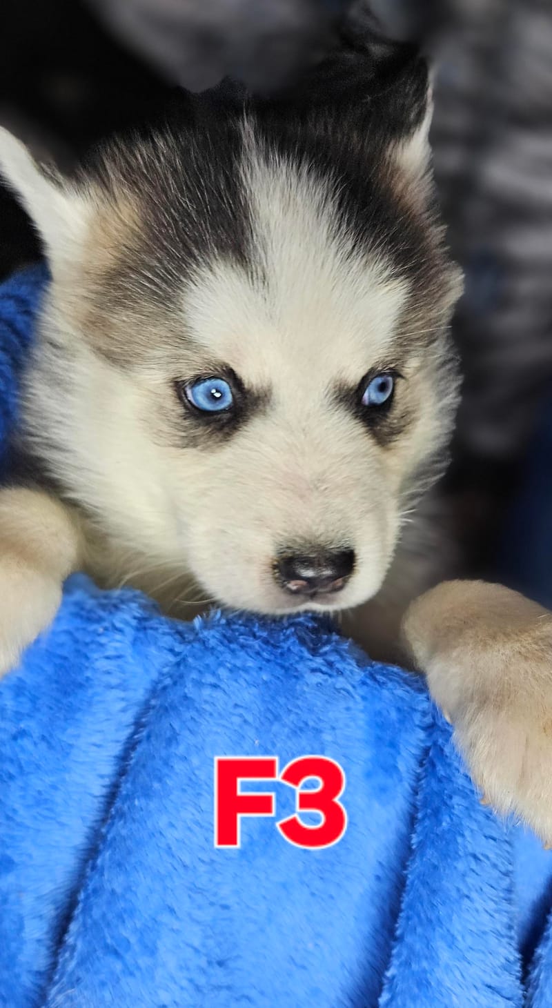 Miya & Buck - Ready 1-31-26