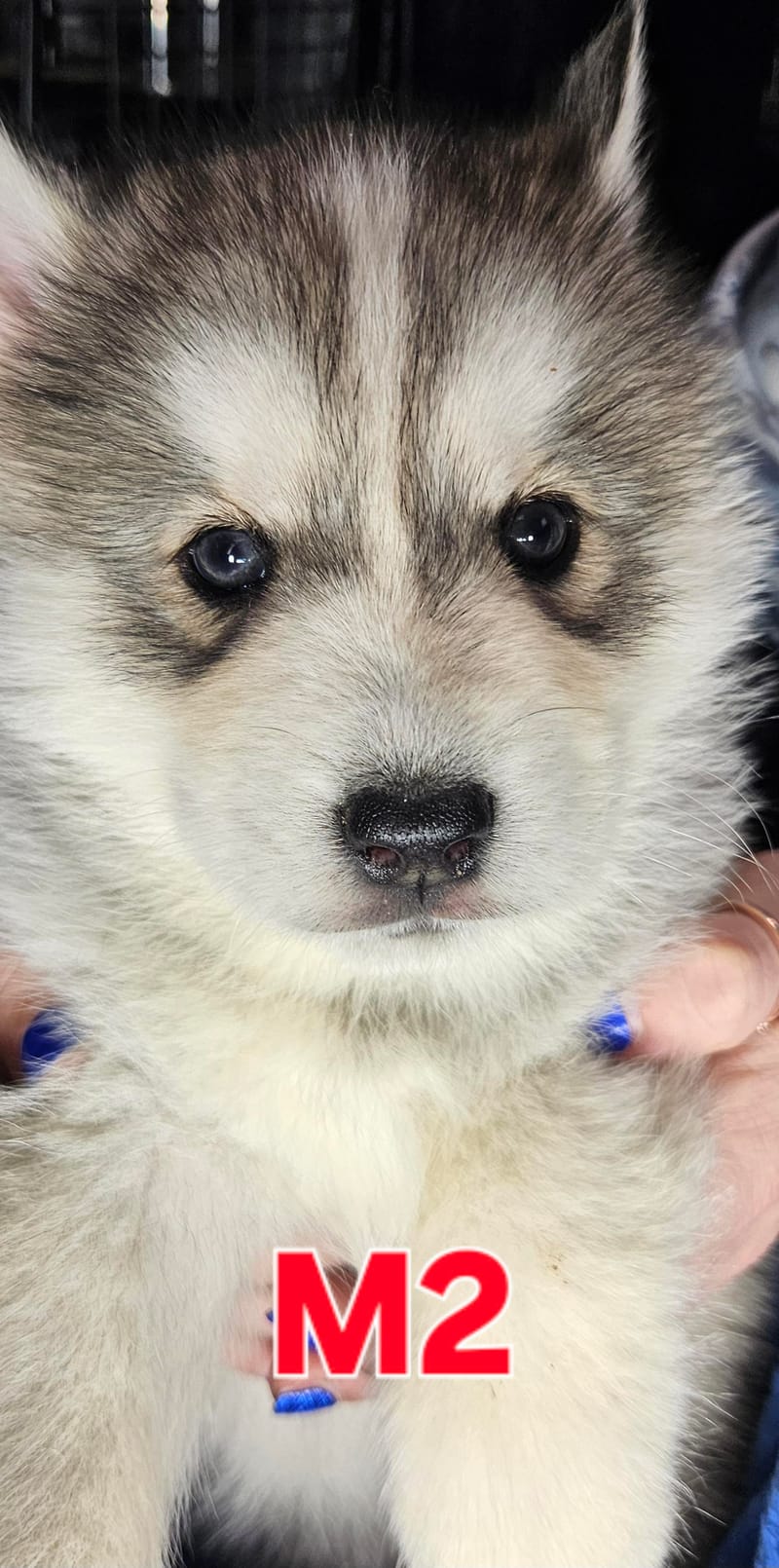 Miya & Buck - Ready 1-31-26